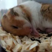 にこの画像