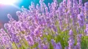 ❥❥❥リリー❥❥価格交渉承り中❥❥❥の画像