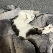 Ayaの画像