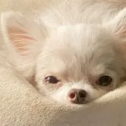ゆずの輪 ファンクラブ20周記念リュック - メルカリ