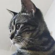 NAKO Miyaの画像