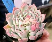 ゆずりんの画像