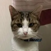 くるみの画像