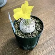 laugh_88の画像