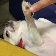 はるみん