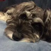 ナルちゃんの画像