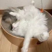 ♡猫ニャン♡