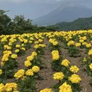 カインドの画像
