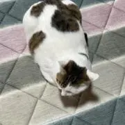 もくの画像