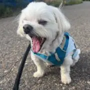 きし