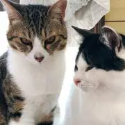 メメムムの画像