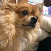 ペッコ