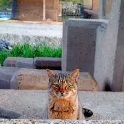 てつの画像