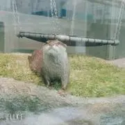 かいりんの画像
