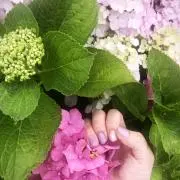 water garden.の画像