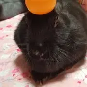 まるまる