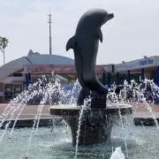 いるかの画像