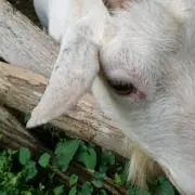 ゆーの