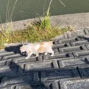 ちゃいの画像
