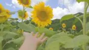 おしゃれ伊達メガネ(サングラス)の画像