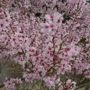 Sakuranboの画像
