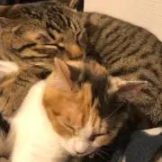 のまの画像