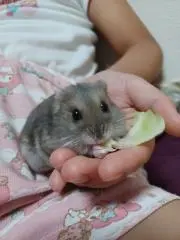 ハムスターLOVEの画像
