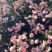 み 即購入OKの画像