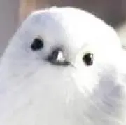 Bobの画像