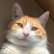 なおすけ