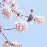 秋桜学園の画像