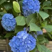mizu《11日〜14日発送できません》の画像