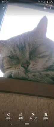 蓮