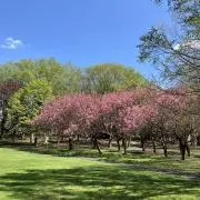 ももこの画像
