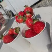いちごっち
