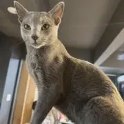 うさぎの画像