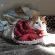 マルコ