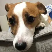 ポム ポム