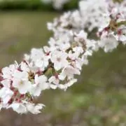 C Cの画像