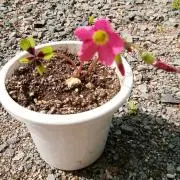 さんちゃんの画像