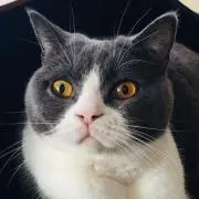 シナモン