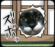 猫の画像