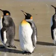 ミサの画像