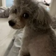 シャロの画像