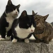 めーこの画像