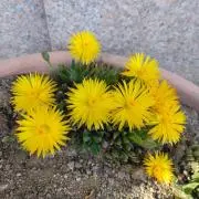 みのみのの画像