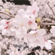 Rの画像