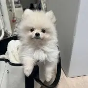 すず