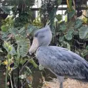 カズキの画像