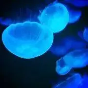 海月